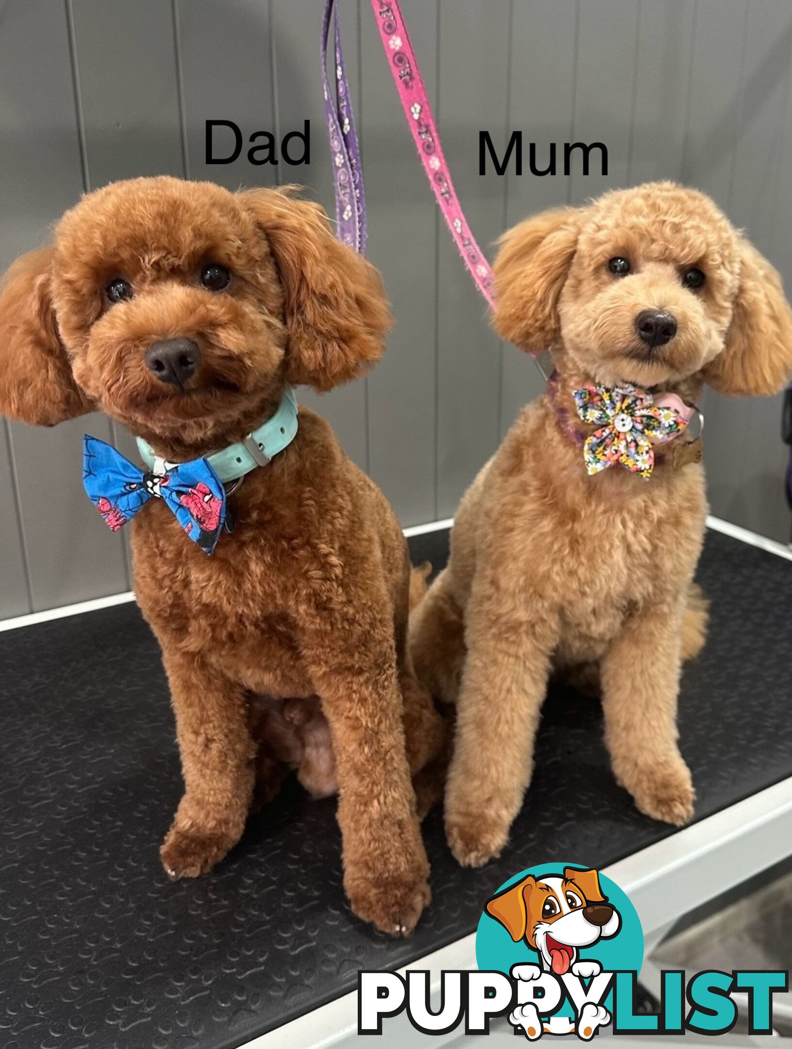 Purebred Toy Poodles