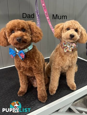 Purebred Toy Poodles