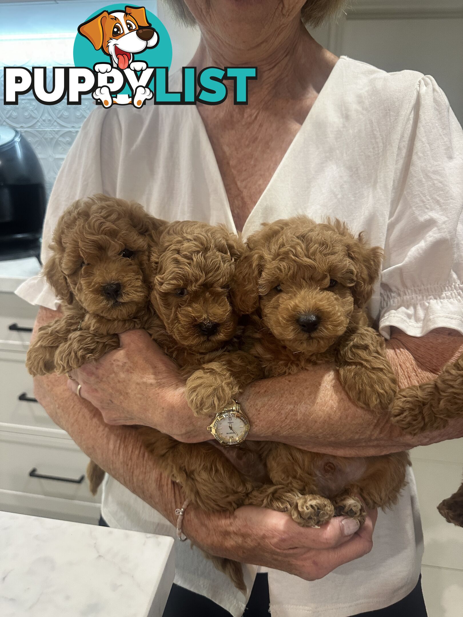 Purebred Toy Poodle Puppies