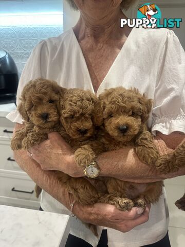 Purebred Toy Poodle Puppies