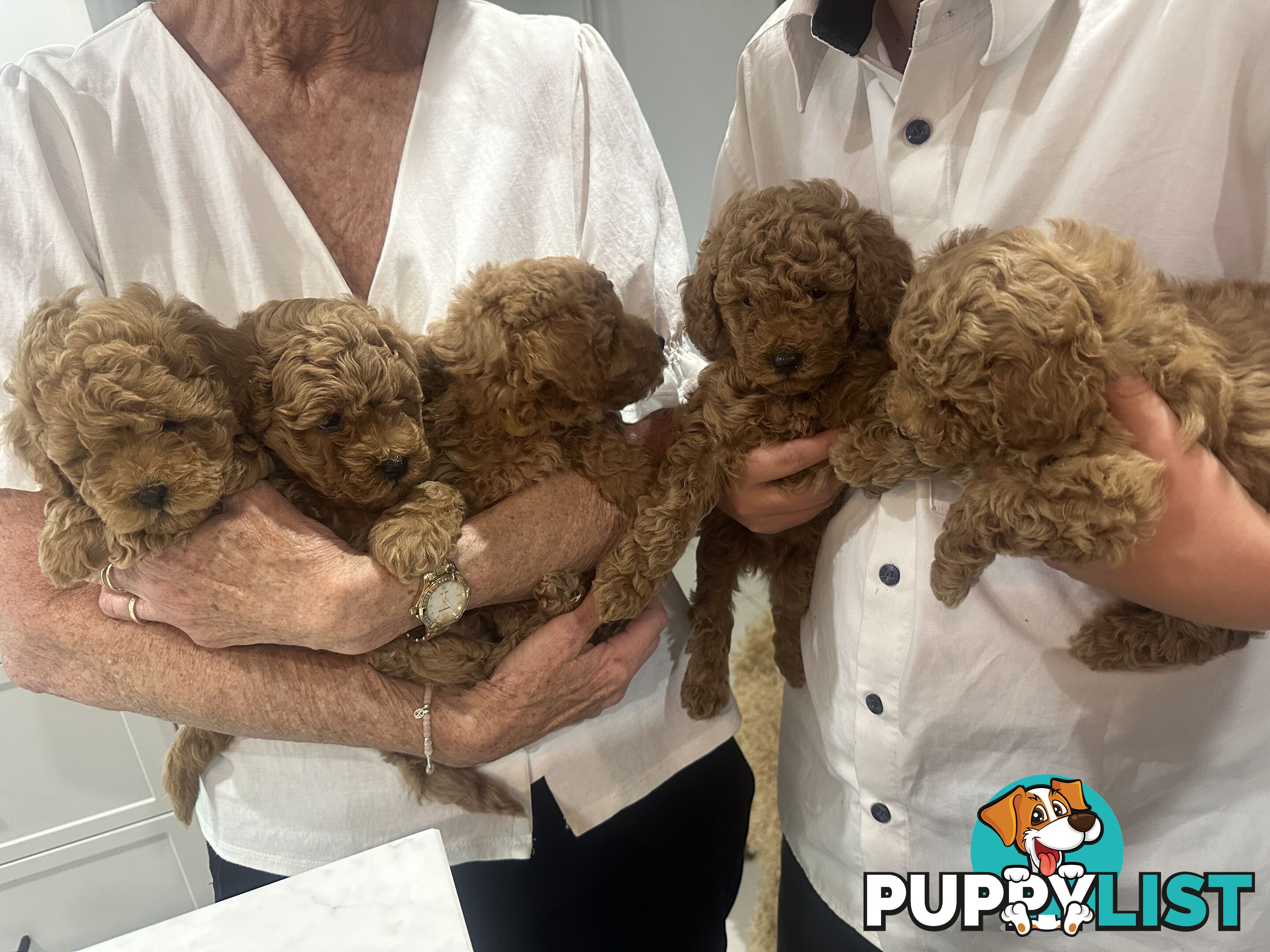 Purebred Toy Poodle Puppies