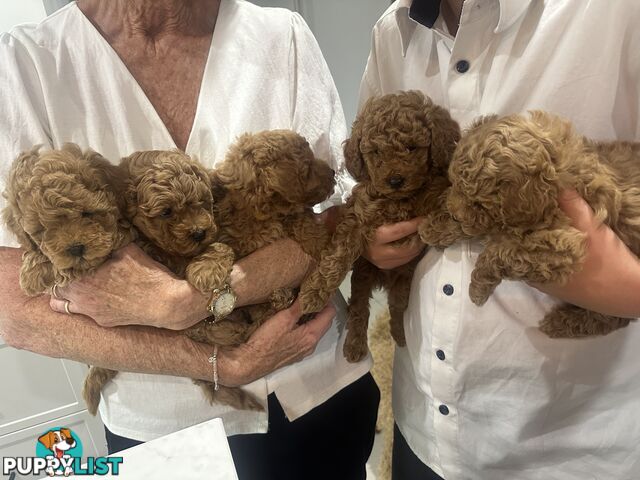 Purebred Toy Poodle Puppies