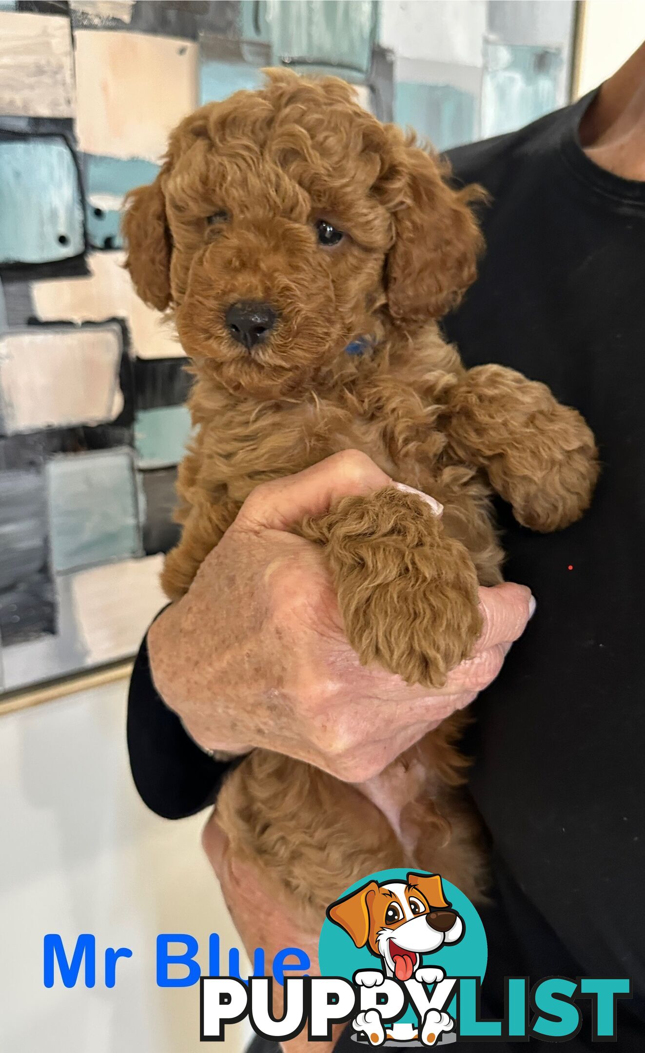 Purebred Toy Poodle Puppies