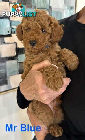 Purebred Toy Poodle Puppies