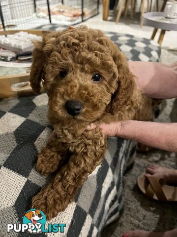 Purebred Toy Poodle Puppies