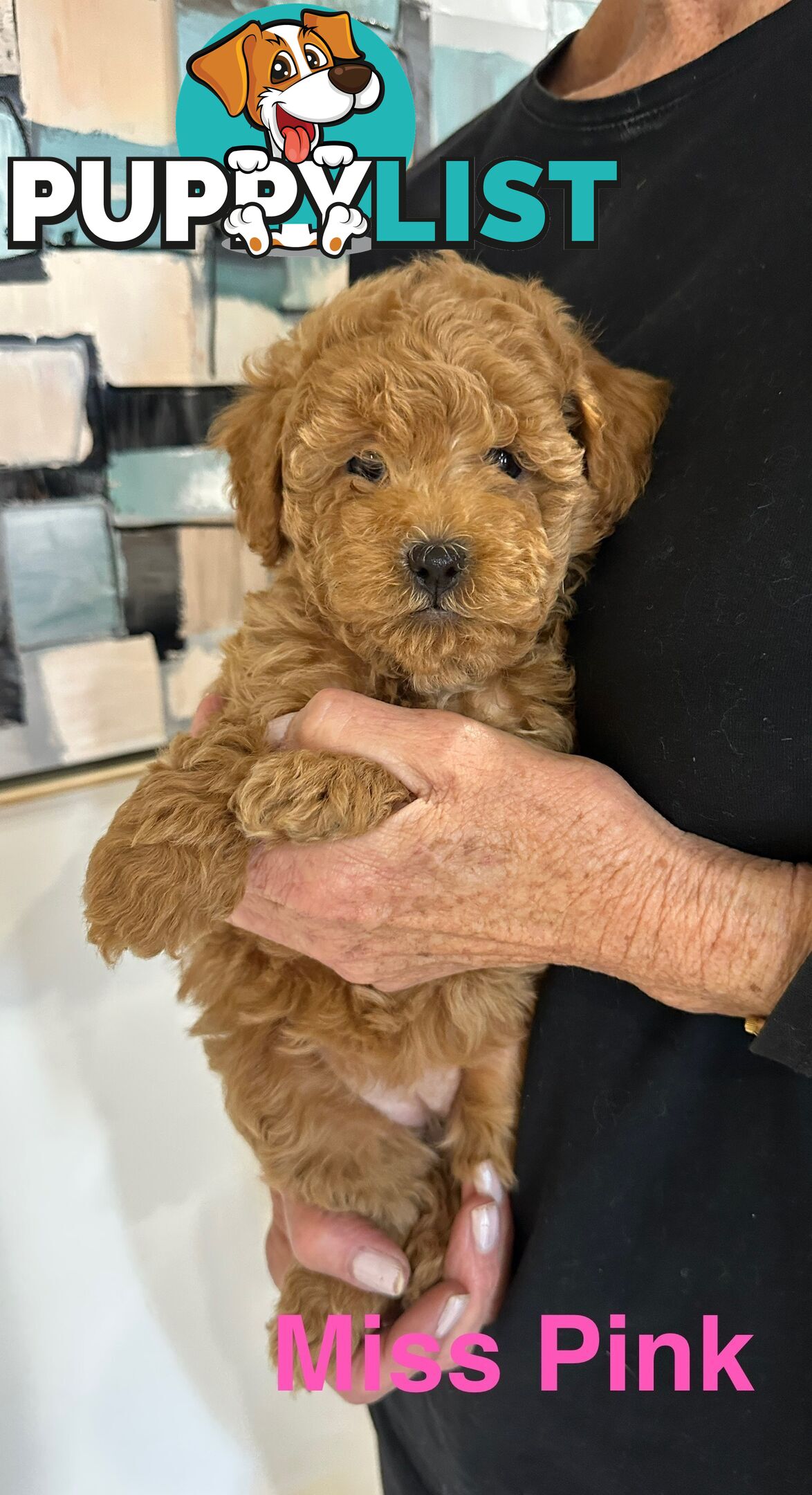 Purebred Toy Poodle Puppies