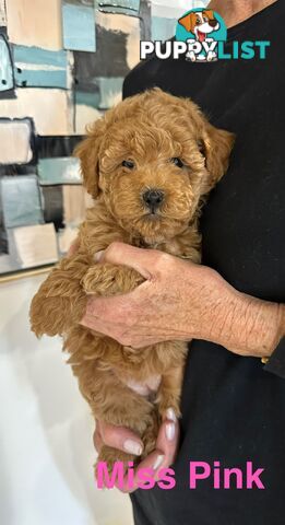 Purebred Toy Poodle Puppies