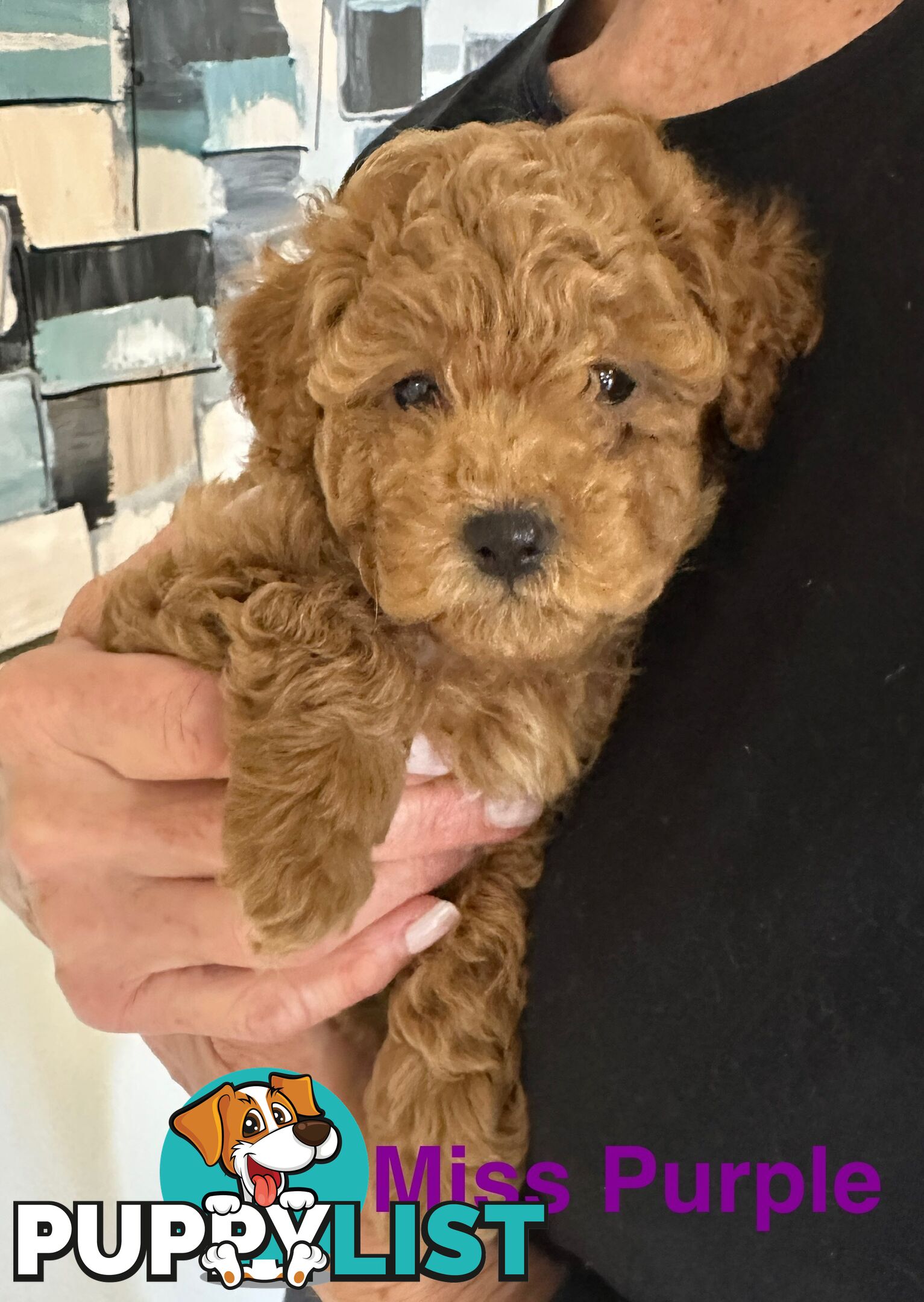 Purebred Toy Poodle Puppies