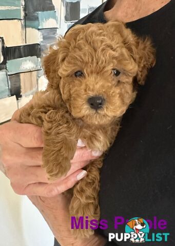 Purebred Toy Poodle Puppies