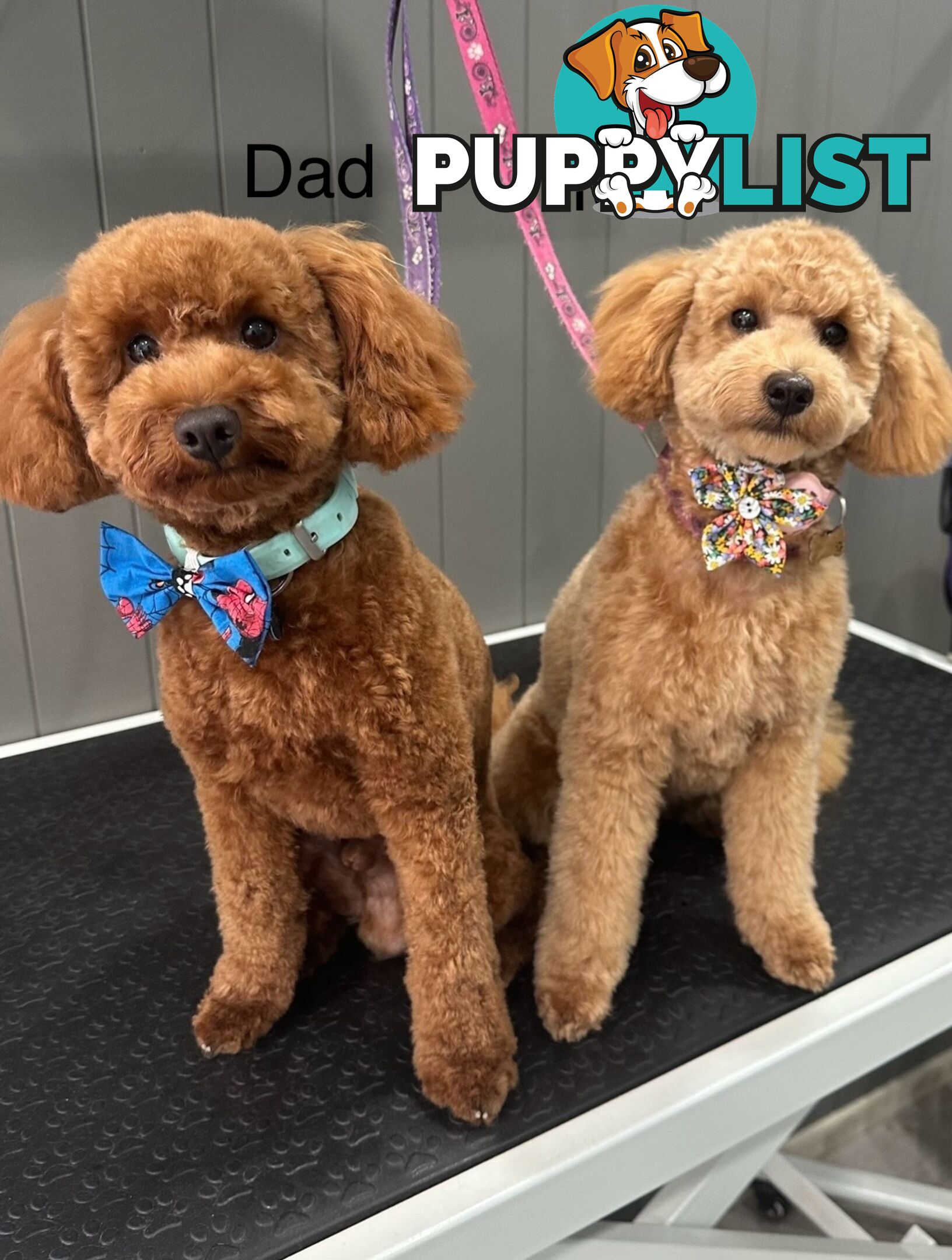 Purebred Toy Poodle Puppies