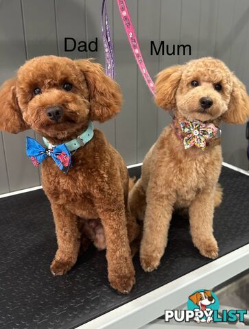 Purebred Toy Poodle Puppies