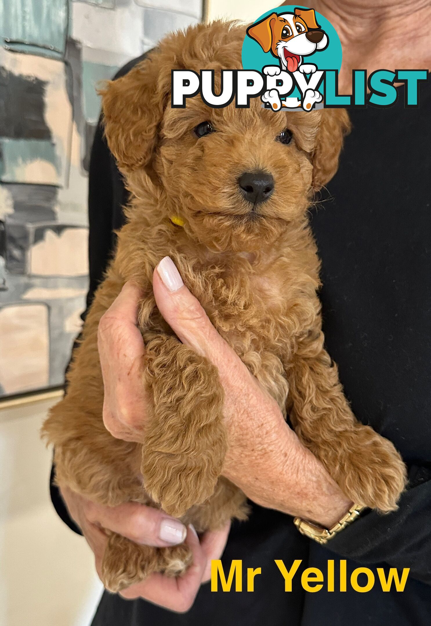 Purebred Toy Poodle Puppies