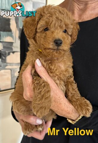 Purebred Toy Poodle Puppies