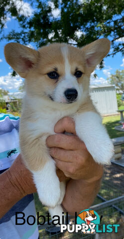 Corgi welsh Pembroke