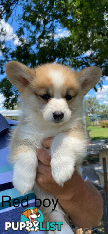 Corgi welsh Pembroke