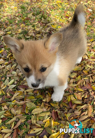Welsh Pembroke Corgi girls