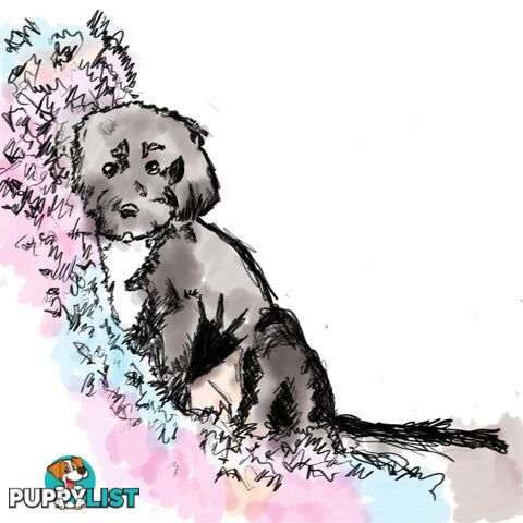 PET PORTRAITS - All