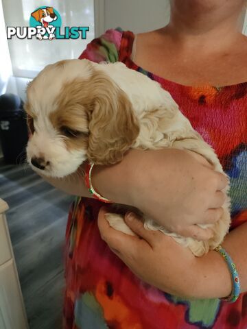 F1 Miniature Cavoodle Puppies