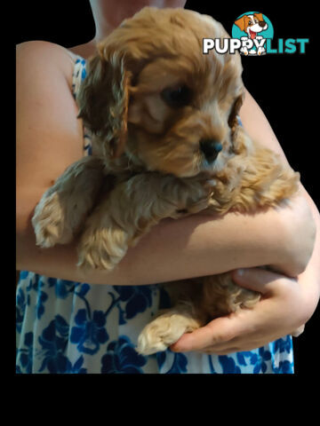 F1 Miniature Cavoodle Puppies