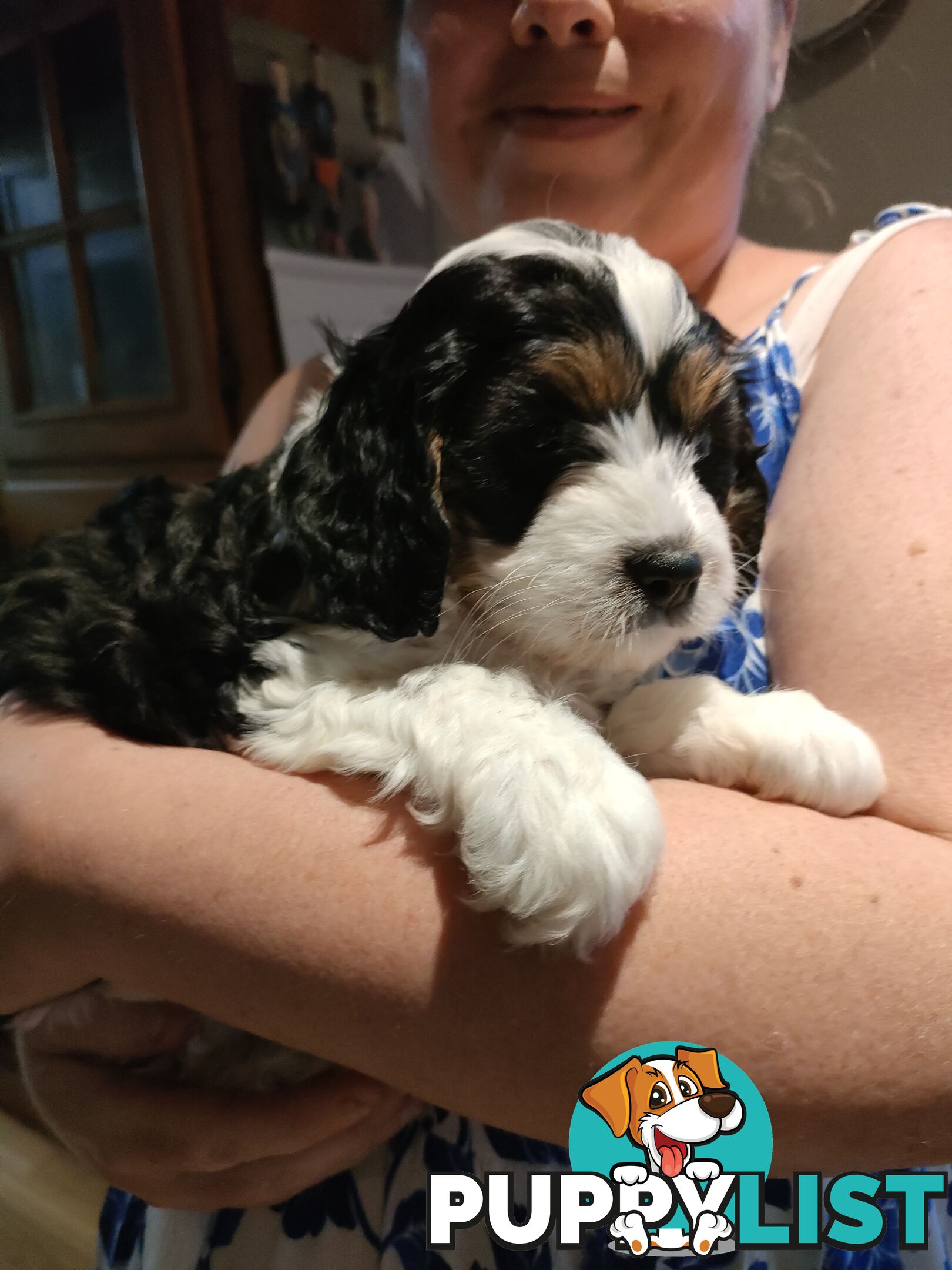 F1 Miniature Cavoodle Puppies