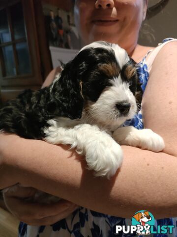 F1 Miniature Cavoodle Puppies