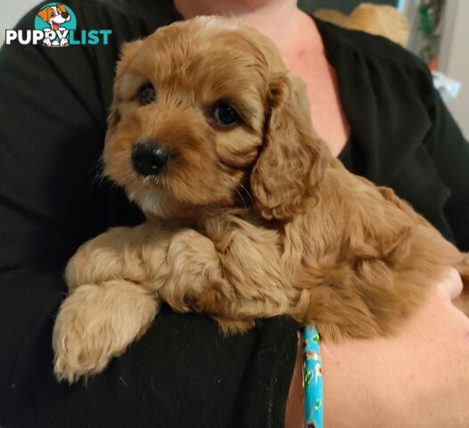 F1 Miniature Cavoodle Puppies