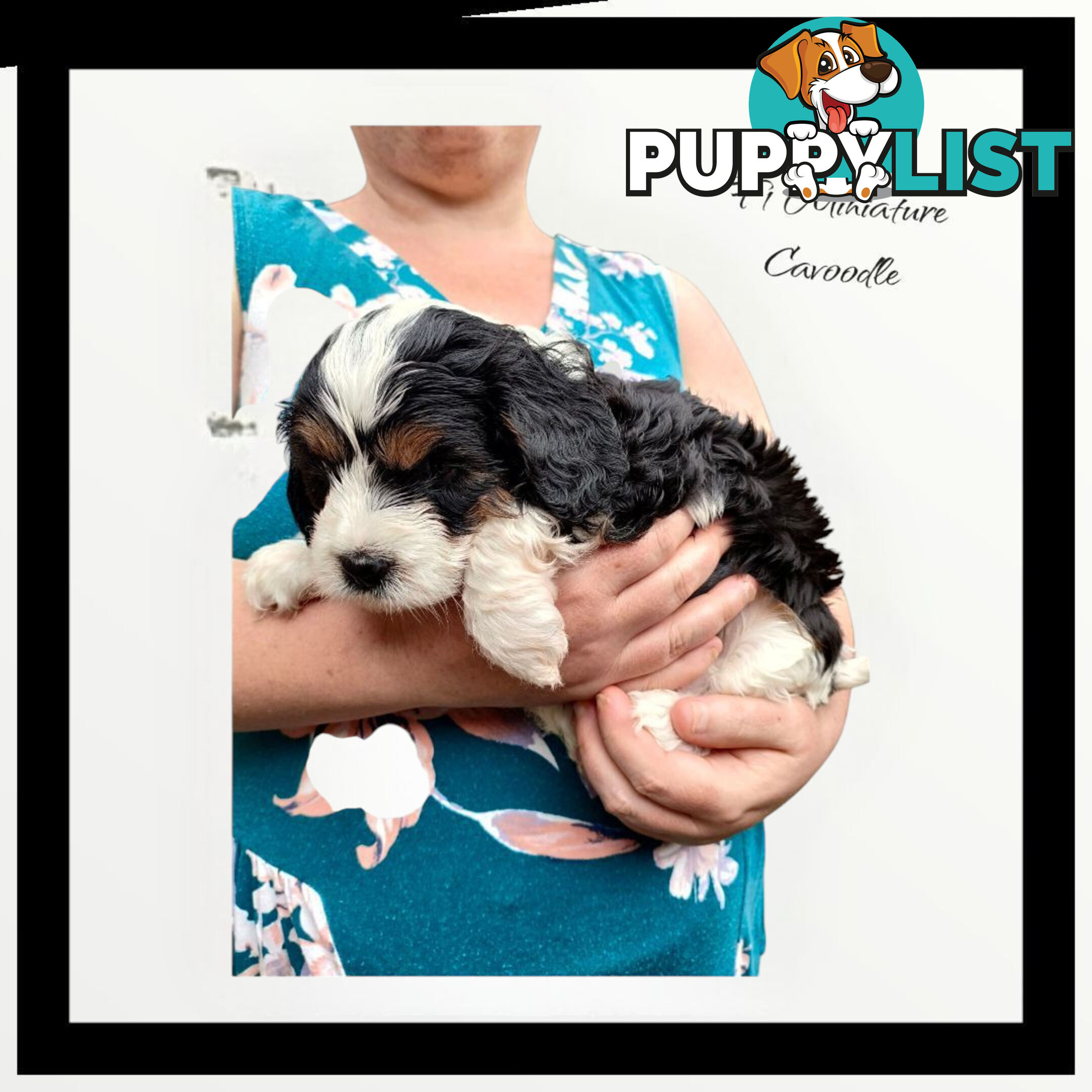 F1 Miniature Cavoodle Puppies