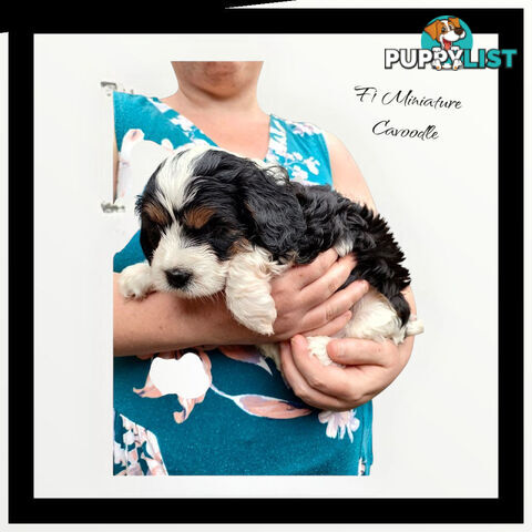 F1 Miniature Cavoodle Puppies