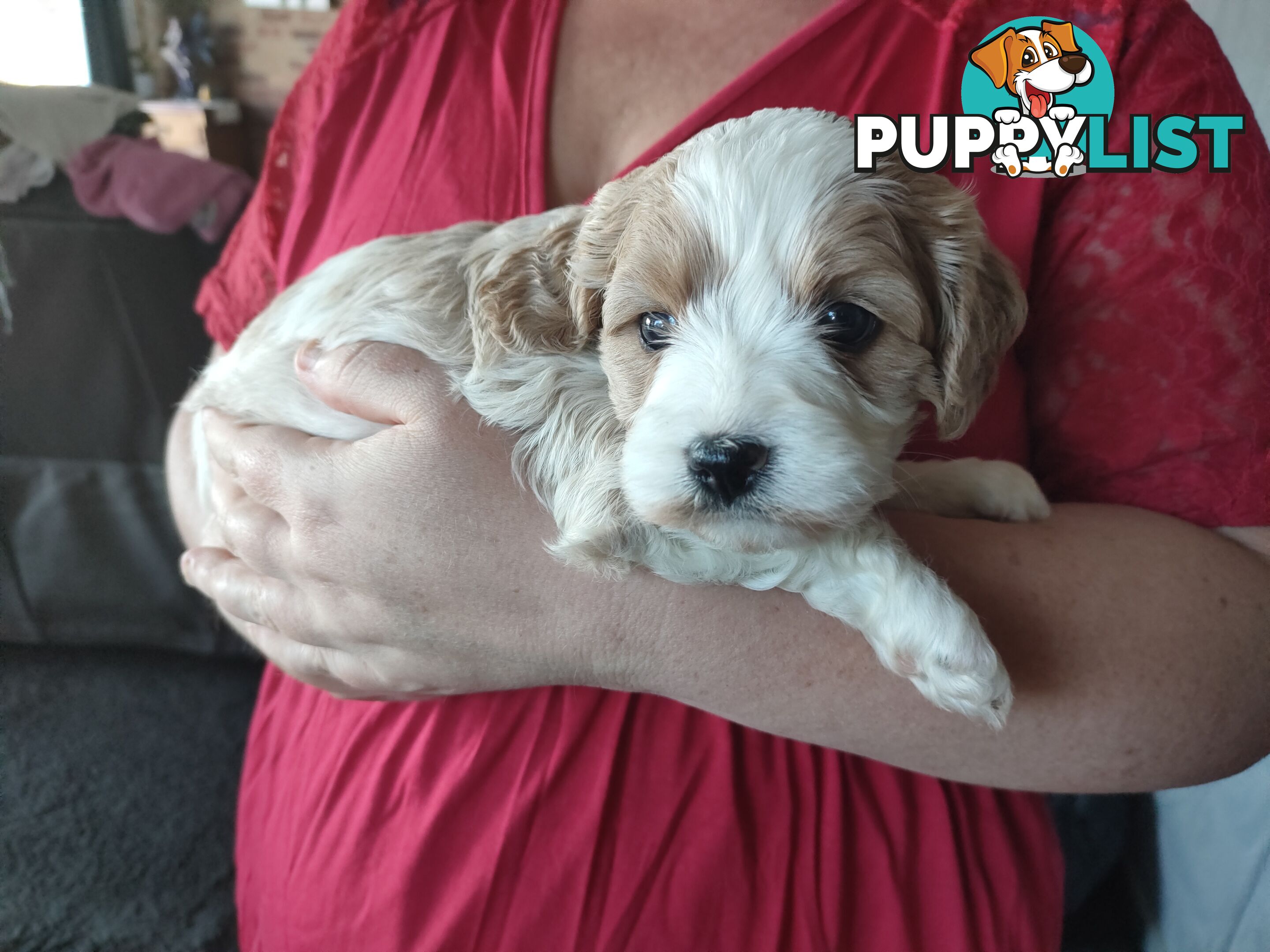 F1 Miniature Cavoodle Puppies