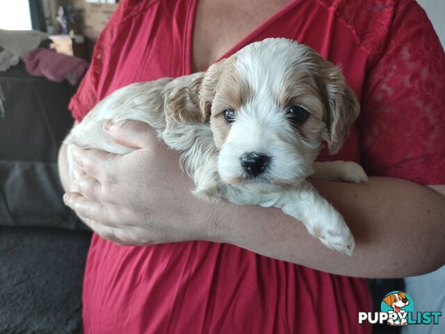 F1 Miniature Cavoodle Puppies