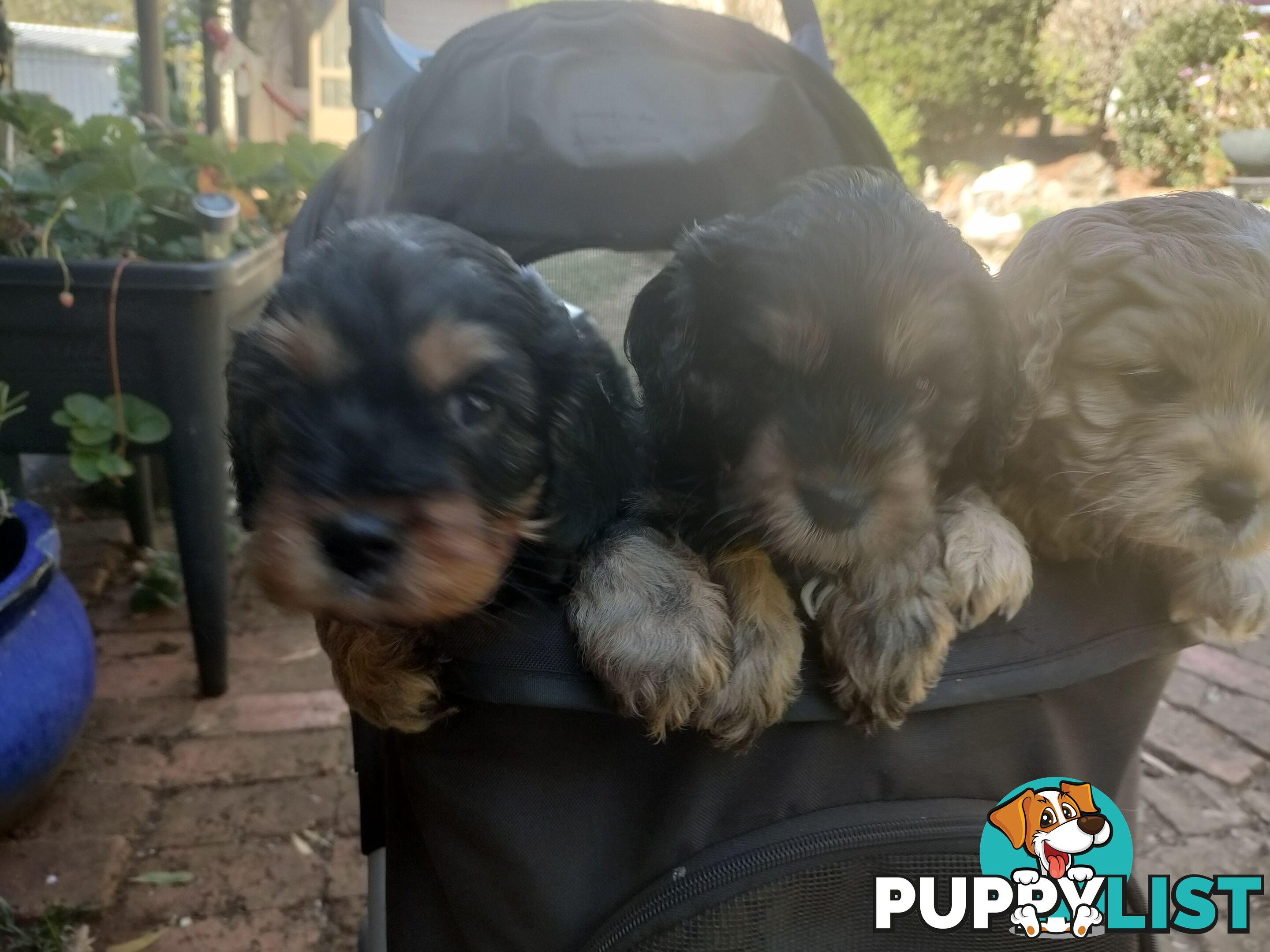 F1 Miniature Cavoodle Puppies