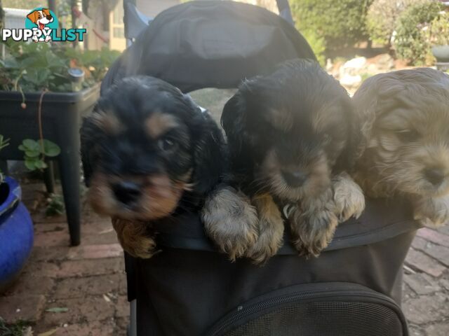 F1 Miniature Cavoodle Puppies