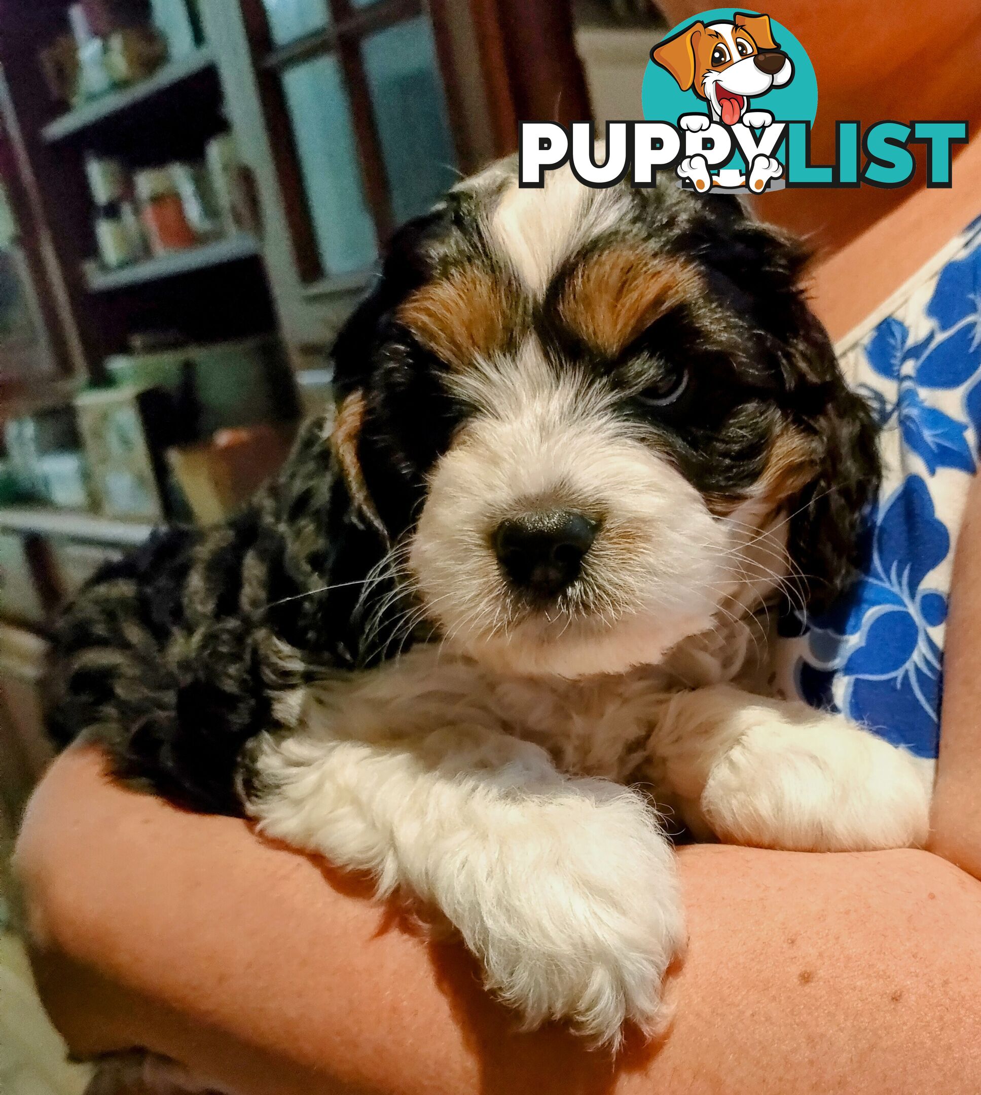 F1 Miniature Cavoodle Puppies