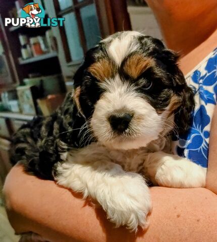 F1 Miniature Cavoodle Puppies