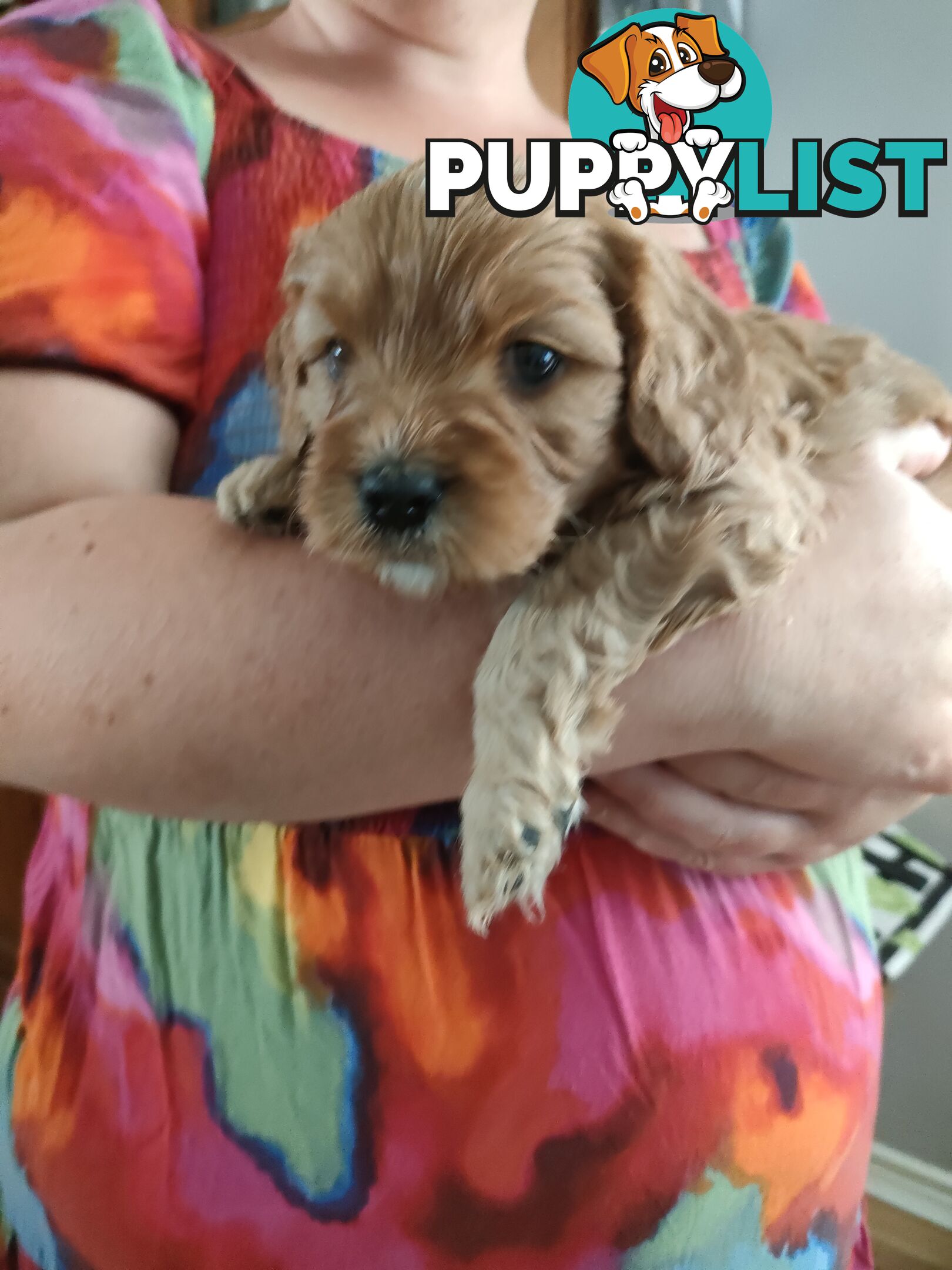 F1 Miniature Cavoodle Puppies