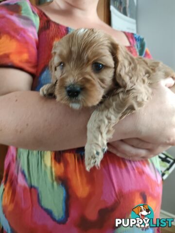 F1 Miniature Cavoodle Puppies