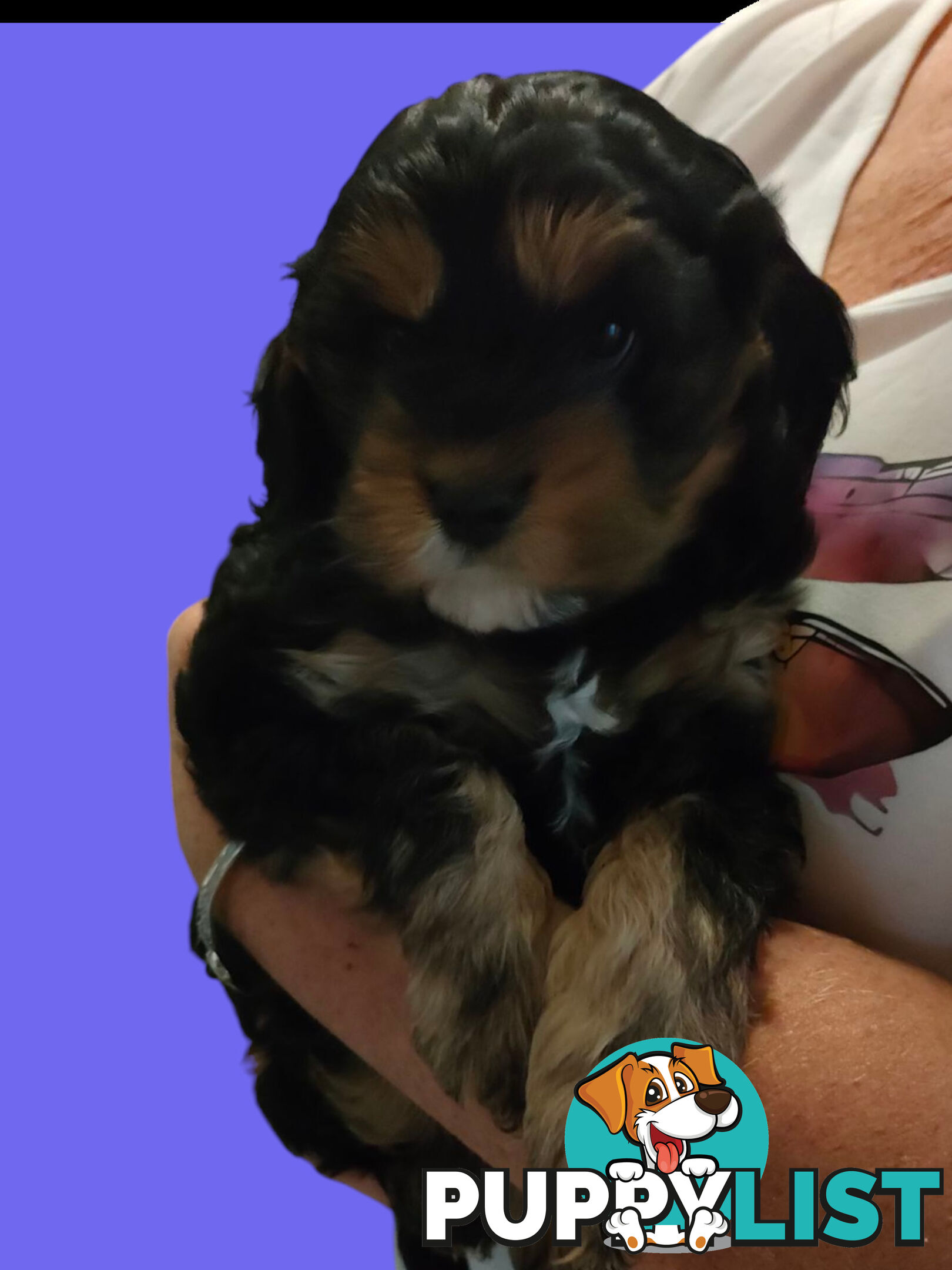 F1 Miniature Cavoodle Puppies