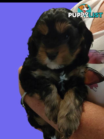 F1 Miniature Cavoodle Puppies