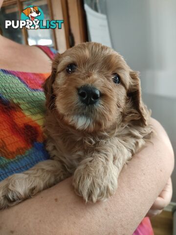 F1 Miniature Cavoodle Puppies