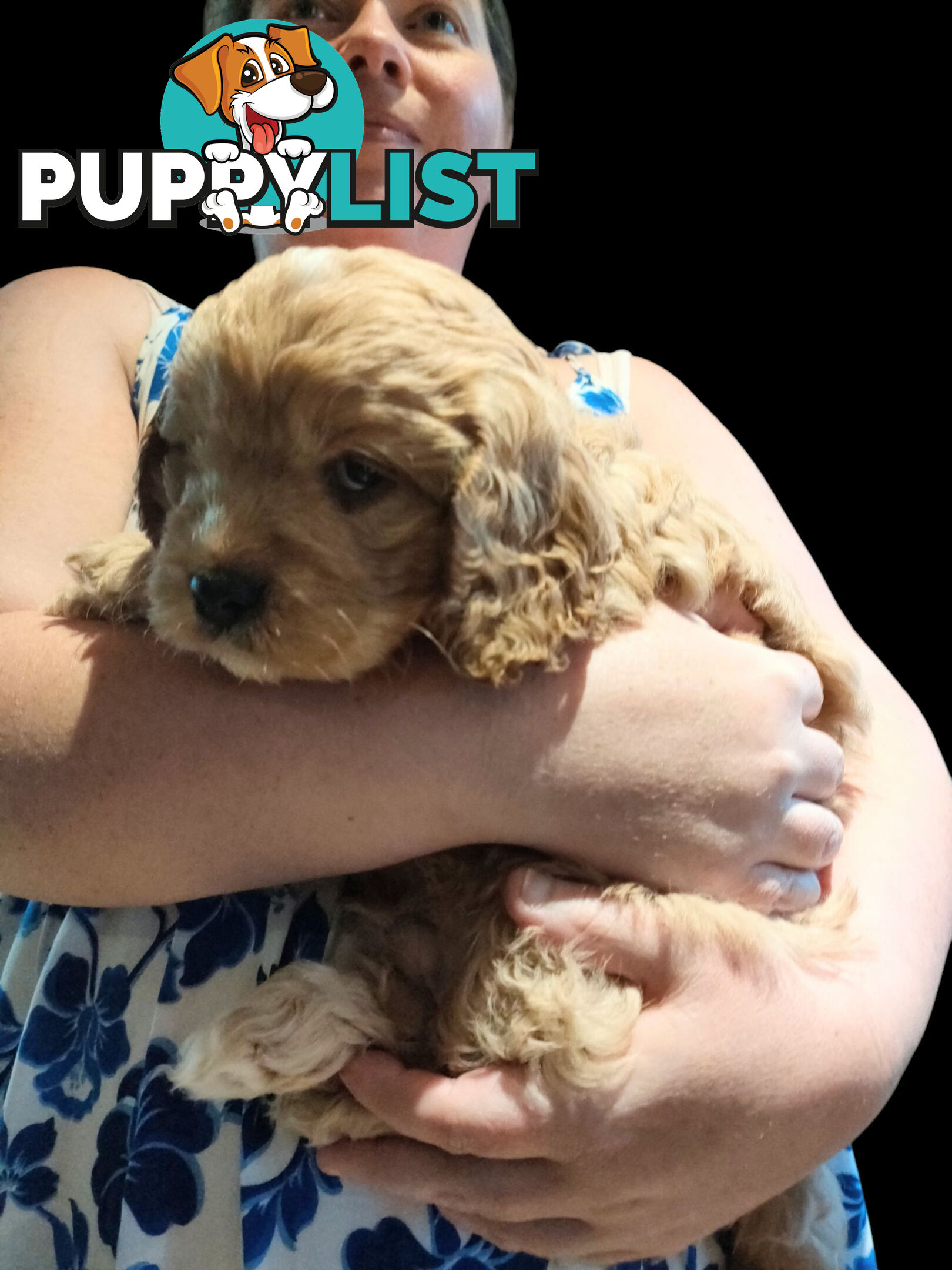 F1 Miniature Cavoodle Puppies