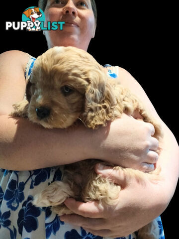 F1 Miniature Cavoodle Puppies