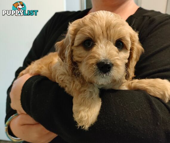 F1 Miniature Cavoodle Puppies