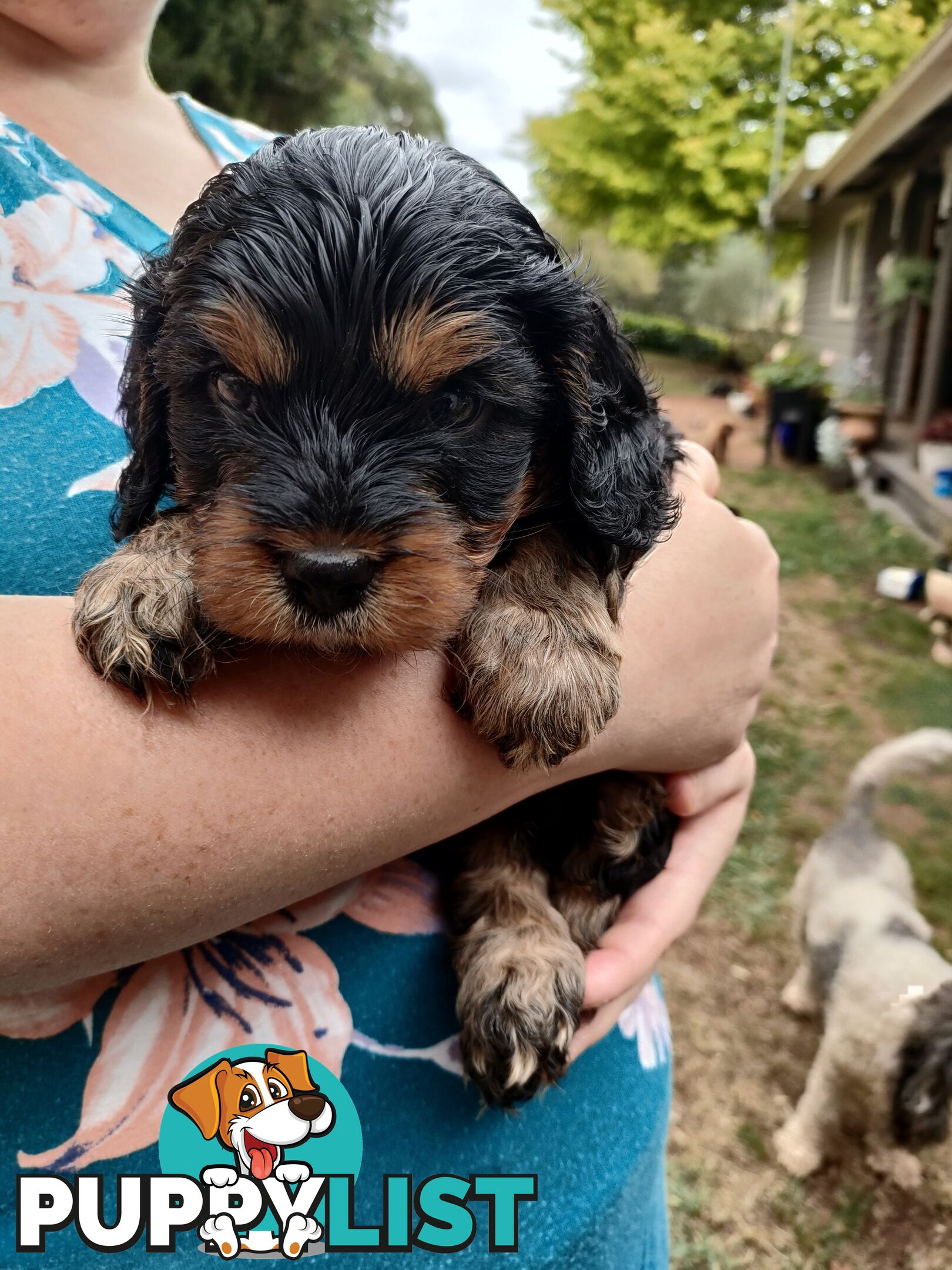 F1 Miniature Cavoodle Puppies