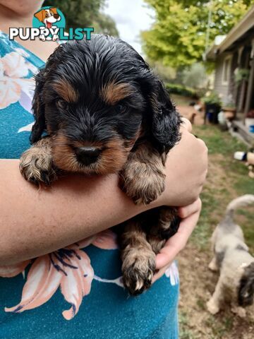 F1 Miniature Cavoodle Puppies