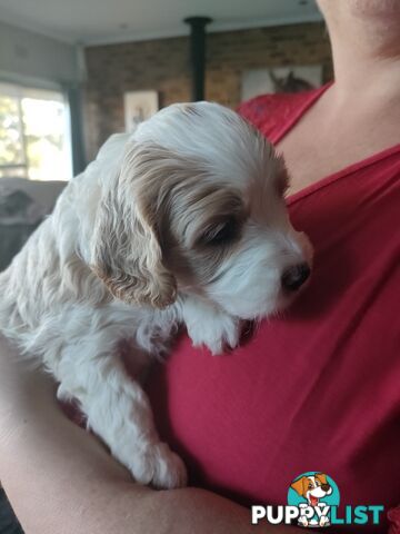 F1 Miniature Cavoodle Puppies