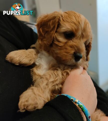 F1 Miniature Cavoodle Puppies