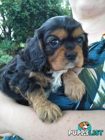 F1 Miniature Cavoodle Puppies