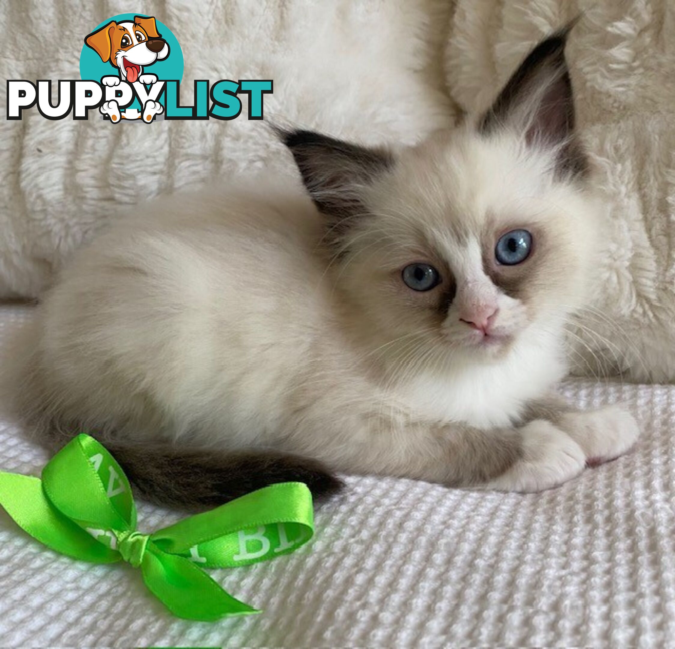 Purebred Ragdoll Kittens