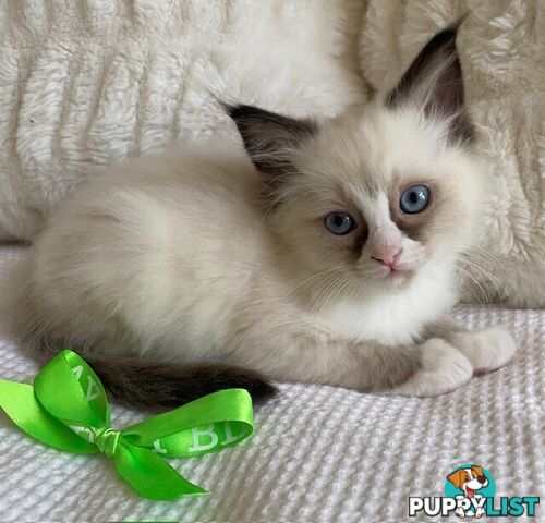 Purebred Ragdoll Kittens