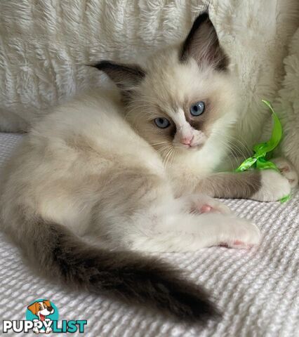 Purebred Ragdoll Kittens